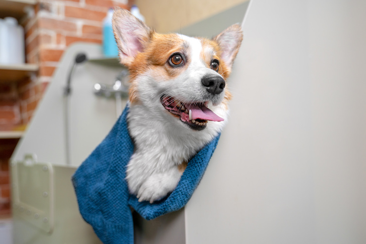 Funny portrait of a welsh corgi pembroke dog after a shower wrapped in a towel. Dog taking a bubble bath in grooming salon.